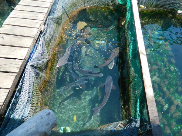 Unterwasserwelt Fisch Ozean Meeresleben Wildtiere — Stockfoto