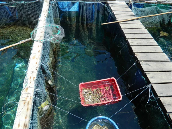 Mondo Sottomarino Pesce Oceano Vita Marina Fauna Selvatica — Foto Stock