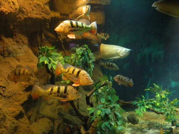 Monde Sous Marin Poisson Océan Vie Marine Faune — Photo