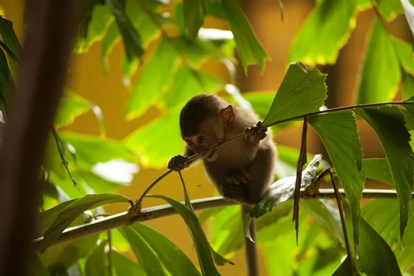 Divoká Zvěř Opice Opice Divočině Opice Zoo — Stock fotografie