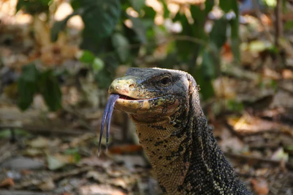 Wildtiere Reptilien Zoo Reptilien Freier Wildbahn — Stockfoto