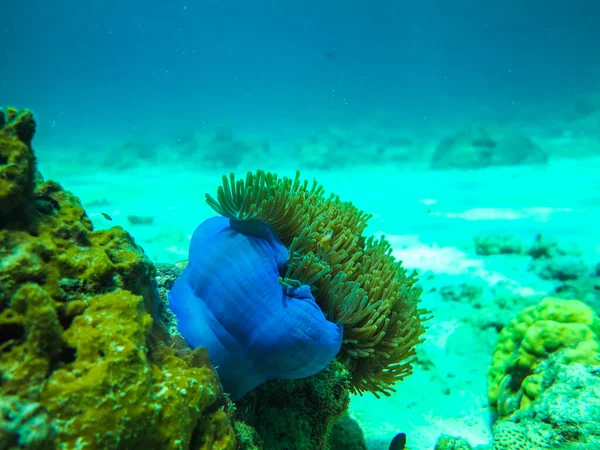 Víz Alatti Világ Hal Óceán Tengerészeti Élet Vadvilág — Stock Fotó
