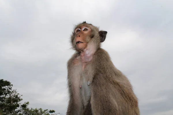 Djurliv Apa Apor Vildmarken Apor Zoo — Stockfoto