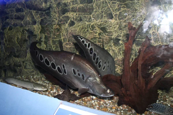 Дика Природа Морське Життя Акваріум Риби — стокове фото