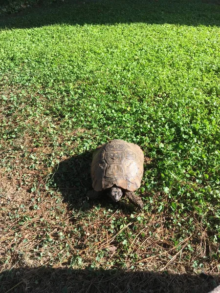 野生動物 爬虫類動物園で爬虫類 野生の爬虫類 — ストック写真