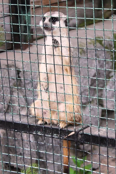 Wildtiere Bestien Wilde Bestie Tiere Freier Wildbahn Tiere Zoo — Stockfoto