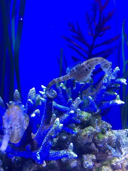 Podmořský Svět Ryba Seakvárium Divoká Zvěř — Stock fotografie