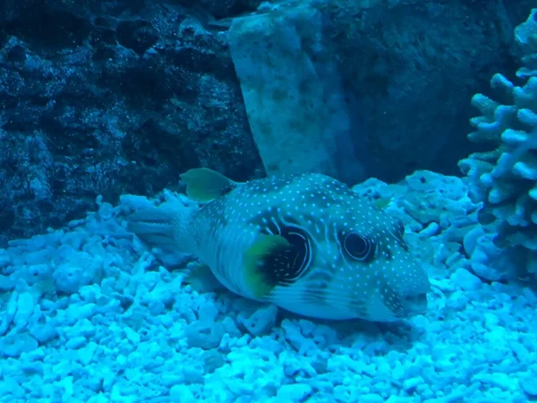 Підводний Світ Риба Акваріум Дикої Природи — стокове фото