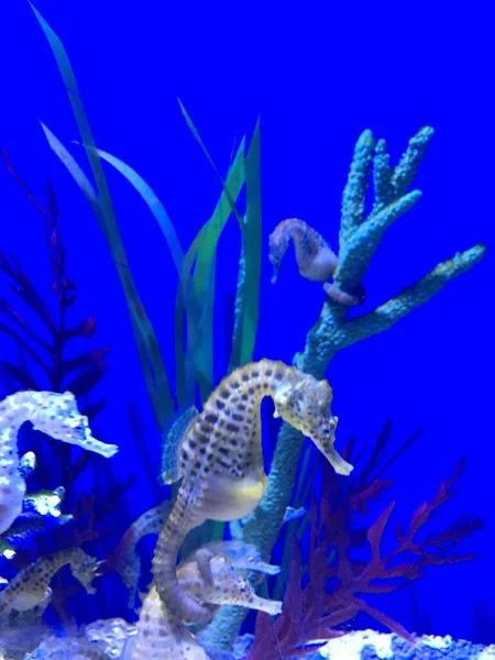 Underwater World Fish Seaquarium Wildlife — Stock Photo, Image