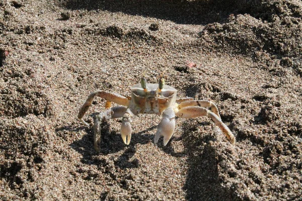 Wildtiere Meeresleben Meerrettich Krabben — Stockfoto