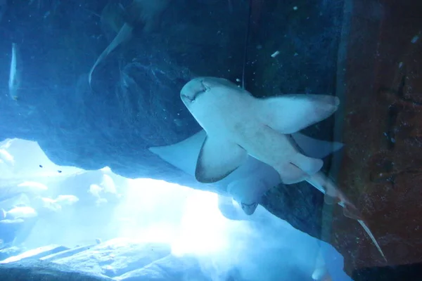 水下世界 水族馆野生动物 — 图库照片