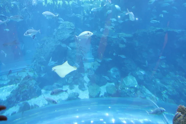 水中世界 水族館だ 野生動物 — ストック写真