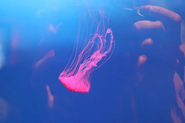 Monde Sous Marin Poisson Seaquarium Faune — Photo