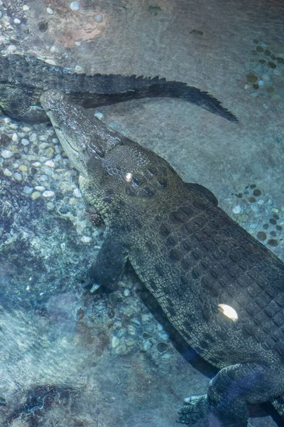 Faune Des Reptiles Crocodile Crocodiles Dans Zoo — Photo