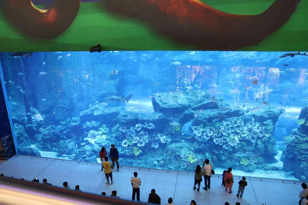 Podmořský Svět Ryba Seakvárium Divoká Zvěř — Stock fotografie