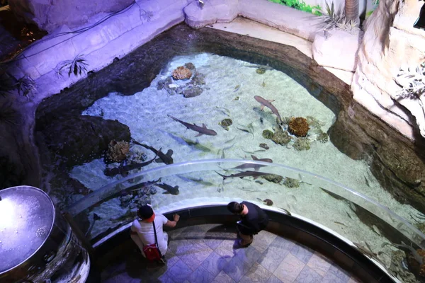 水中世界 水族館だ 野生動物 — ストック写真