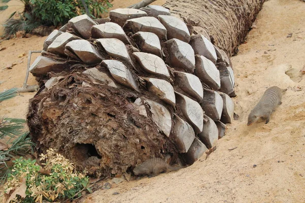 Wilde Dieren Beesten Een Wild Beest Dieren Het Wild Dieren — Stockfoto