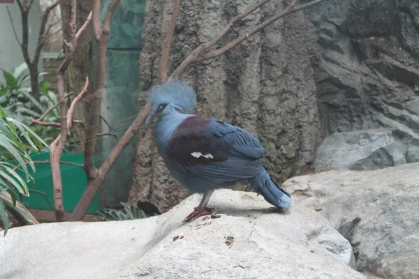 Vida Selvagem Pássaros Pássaros Natureza Aves Zoológico — Fotografia de Stock