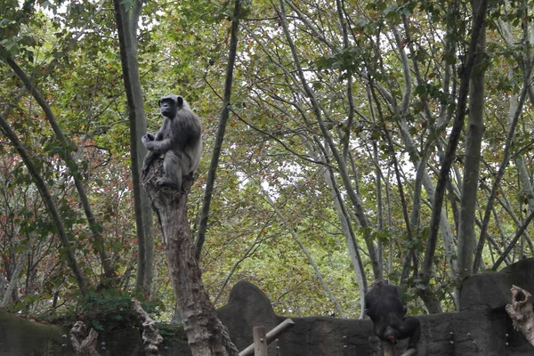 Divoká Zvěř Opice Opice Divočině Opice Zoo — Stock fotografie