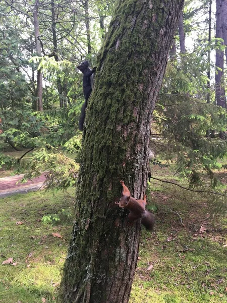 Wildtiere Eichhörnchen Eichhörnchen Wald — Stockfoto