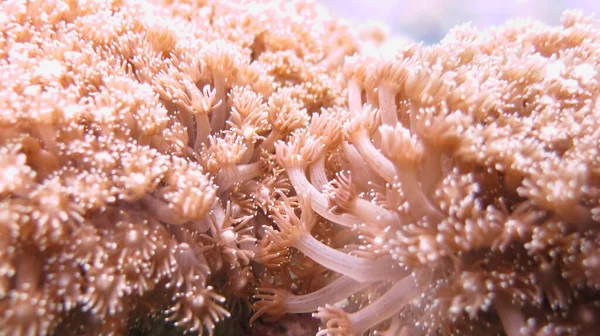 Podwodny Świat Ryby Ocean Życie Morskie Dzika Przyroda — Zdjęcie stockowe
