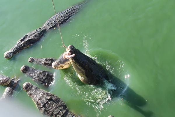 Vida Selvagem Répteis Crocodilo Crocodilos Zoológico — Fotografia de Stock