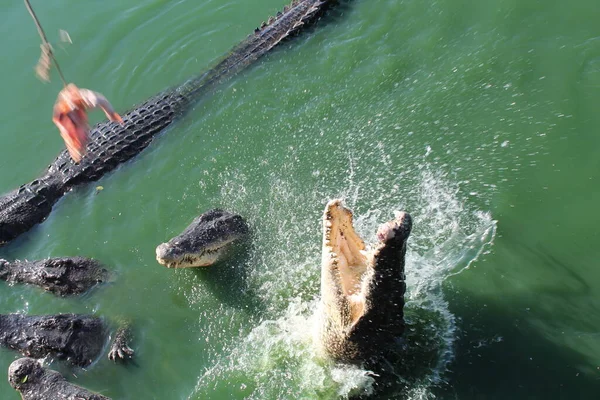 Vida Selvagem Répteis Crocodilo Crocodilos Zoológico — Fotografia de Stock