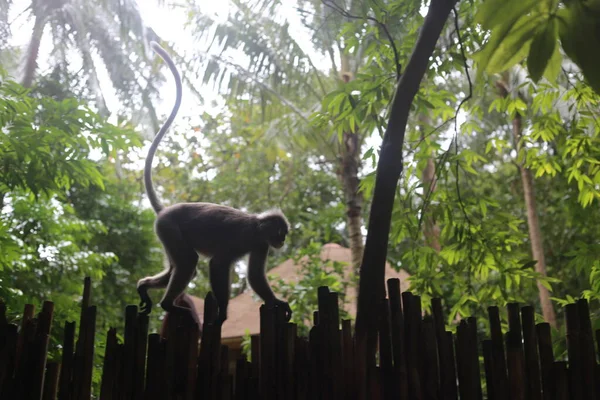 Wildlife Monkey Monkeys Wild Monkeys Zoo — Stock Photo, Image