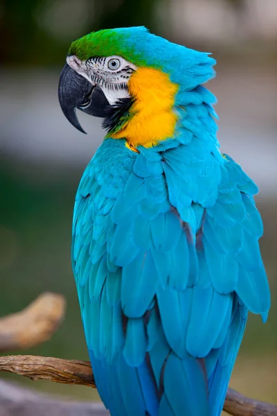 Dzika Przyroda Ptaki Ptaki Dziczy Ptaki Zoo — Zdjęcie stockowe