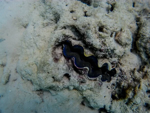 Unterwasserwelt Fisch Ozean Meeresleben Wildtiere — Stockfoto
