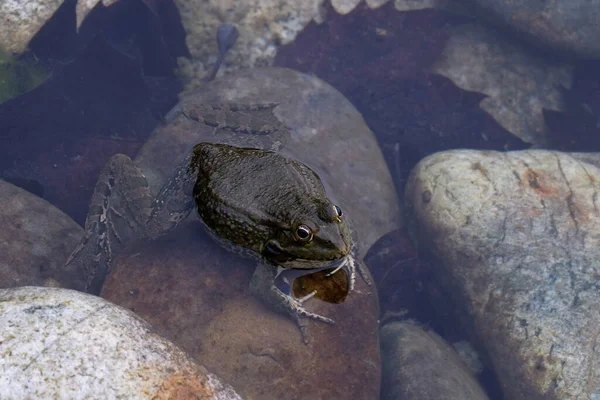 Kehidupan Liar Reptiles Reptil Kebun Binatang Reptil Alam Liar — Stok Foto