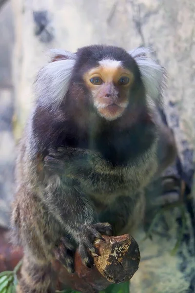 Wildlife Monkey Monkeys Wild Monkeys Zoo — Stock Photo, Image