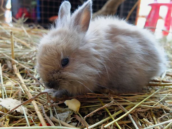 ペット 動物園のペット — ストック写真