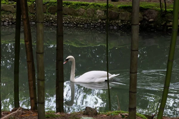 Vadvilág Madarak Madarak Vadonban Madarak Állatkertben — Stock Fotó