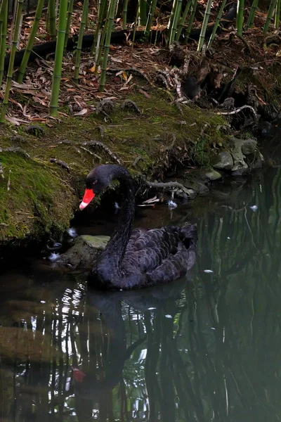 Faune Des Oiseaux Des Oiseaux Dans Nature Oiseaux Dans Zoo — Photo