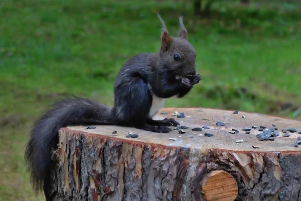 Wildlife Squirrel Squirrels Forest — Stock Photo, Image