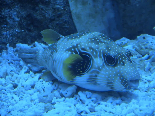 水下世界 水族馆野生动物 — 图库照片