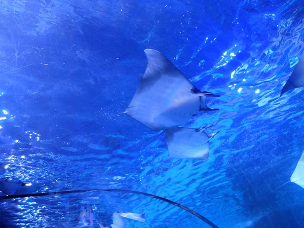 水中世界 水族館だ 野生動物 — ストック写真