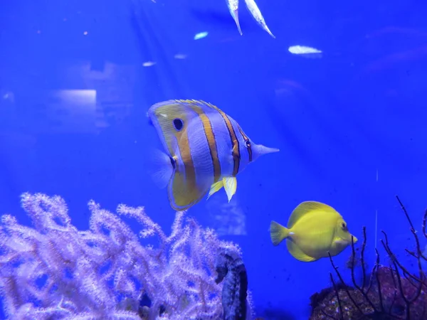 Onderwaterwereld Vis Zeeaquarium Wilde Dieren — Stockfoto