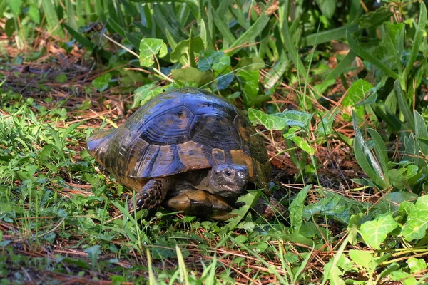 Wilde Dieren Reptielen Reptielen Dierentuin Reptielen Het Wild — Stockfoto