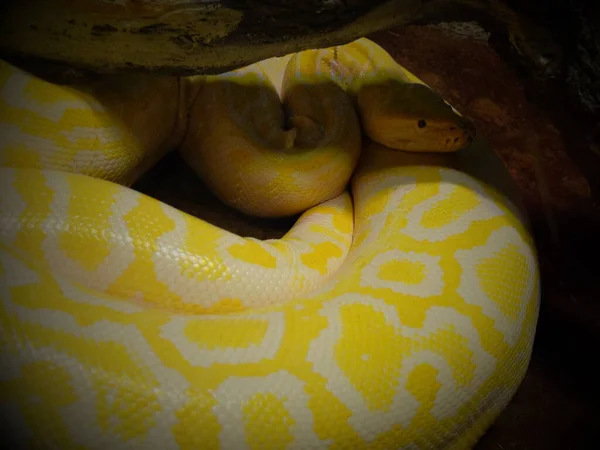 Vida Selvagem Répteis Répteis Zoológico Répteis Natureza Serpente — Fotografia de Stock