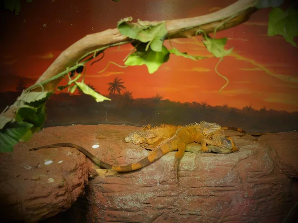 野生動物 爬虫類動物園で爬虫類 野生の爬虫類 — ストック写真