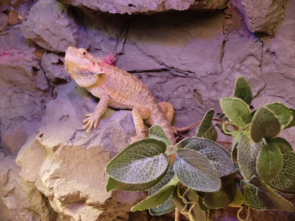 野生動物 爬虫類動物園で爬虫類 野生の爬虫類 — ストック写真