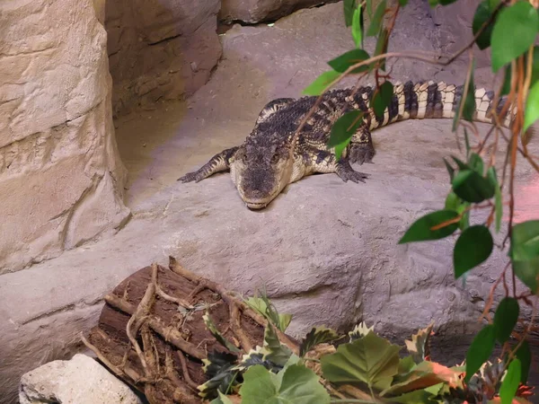 Wilde Dieren Reptielen Krokodil Krokodillen Dierentuin — Stockfoto