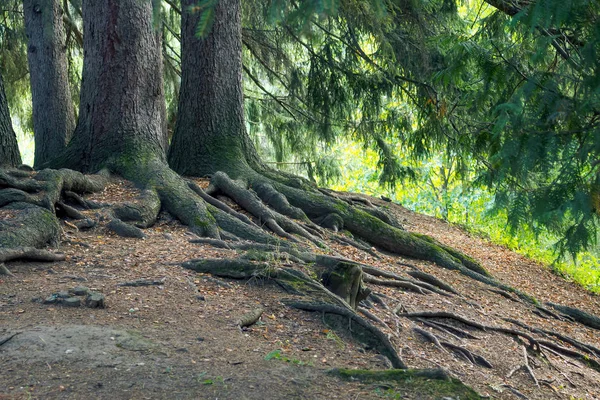 Kořeny borovic vyčnívají ze země v letní den — Stock fotografie