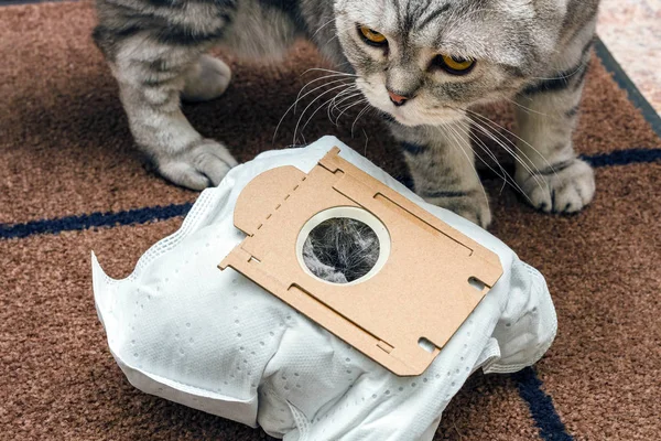 kahverengi paspas arka planında sentetik elektrikli süpürge çantası ve İskoç kat kedisi kullanılmış.