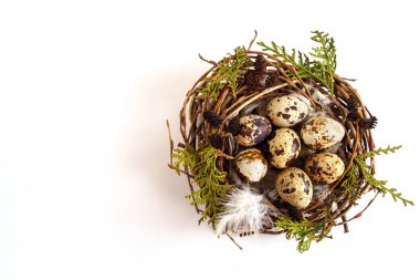 Yuvadaki bıldırcın yumurtalarının beyaz arka planda tüyleri ve yaprakları var. Paskalya konsepti, metin için boşluk kopyala