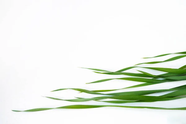 Avena sativa yapraklarının üst görüntüsü, beyaz arka planda genç yeşil yulaf çimleri. Boşluğu kopyala