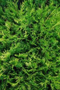 thuja yeşil dallarının dikey üst görünümü, doğa dokusu arkaplanı