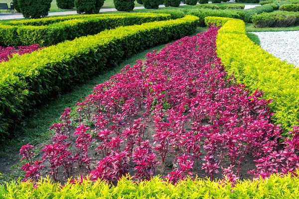 thuja ve Iresine bitkileri dekoratif çiçek tarhında yetişir.